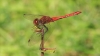 IMG_2798 Sympetrum sanguineum male